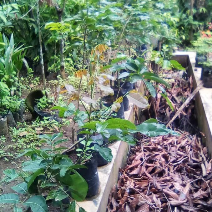 BIBIT KELENGKENG MATA LADA OKULASI SUDAH BERBUAH / KELENGKENG UNGGUL