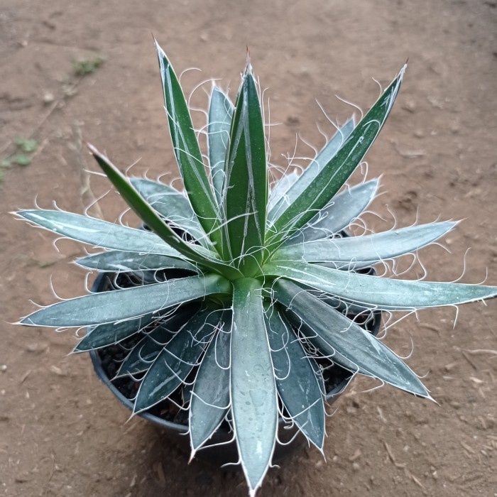 agave filifera KAKTUS SUKULEN|TANAMAN HIAS