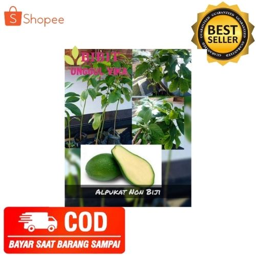 (COD) BIBIT ALPUKAT NON BIJI TANAMAN ALPUKAT POHON ALPUKAT NON BIJI OKULASI
