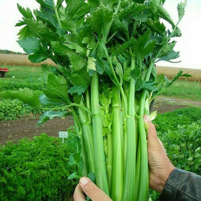 Benih Bibit Biji - Seledri Batang Besar Jumbo Celery Stalk Seeds - IMPORT