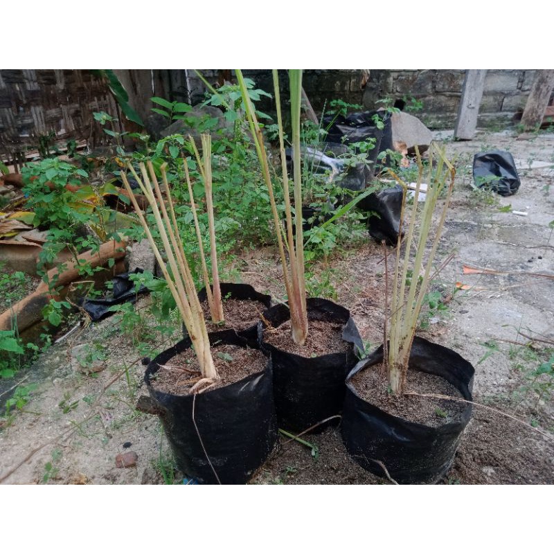 

BIBIT SEREH PUTIH (buat masak) beli 5 gratis 1