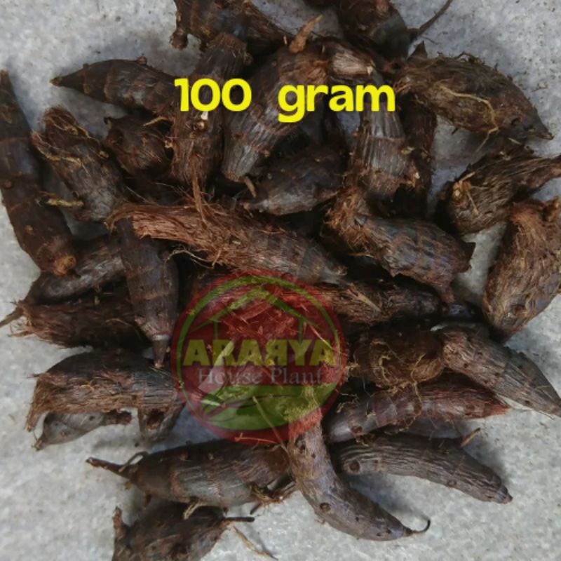 

Umbi Suket Teki 100 gram / Cyperus Rotundus / Umbi Manggata / Rimpang Rumput Teki