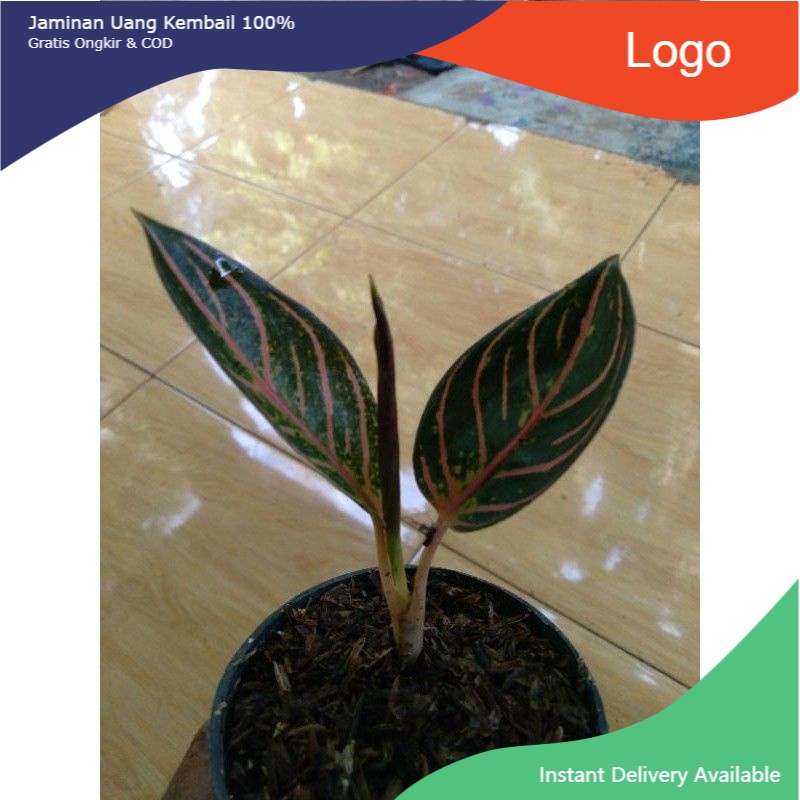 NEW Induk tanaman hias aglonema Red Sumatra termurah original