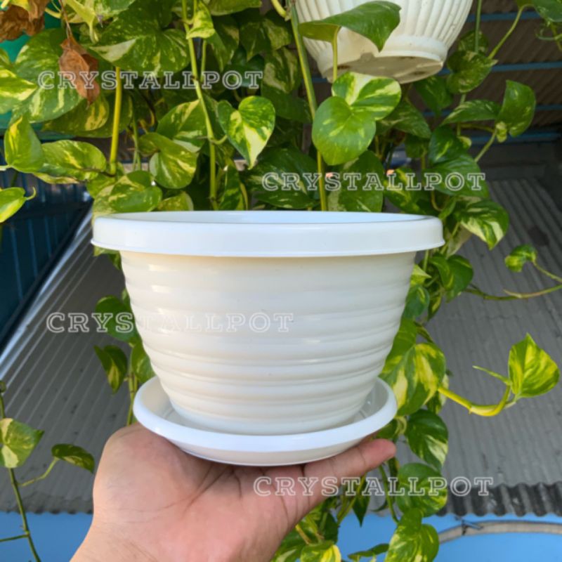 Pot bunga tanaman tawon putih kuping 22cm + tatakan putih