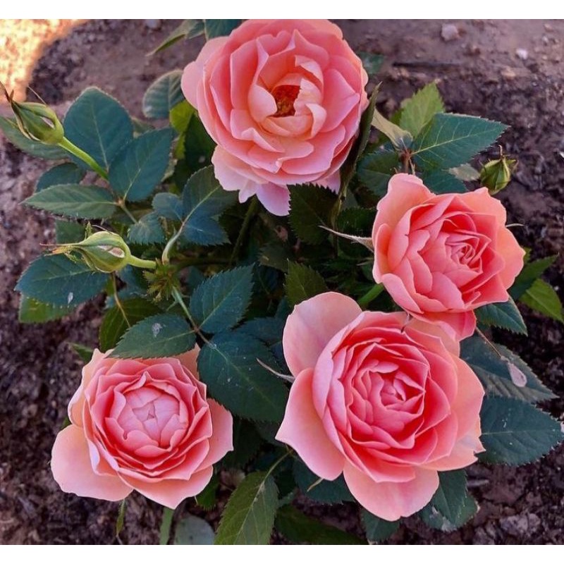Tanaman Hias Bunga Mawar Floribunda Pink Bunga Japanesse  Rose