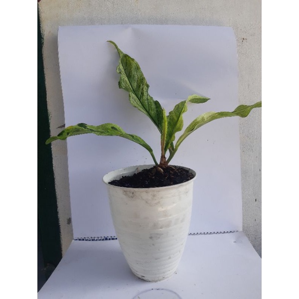 anthurium gelombang cinta variegata polkadot