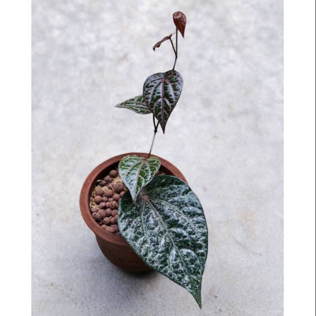 Tanaman hias herbal Sirih merah-sirih merah-daun sirih-pohon sirih merah