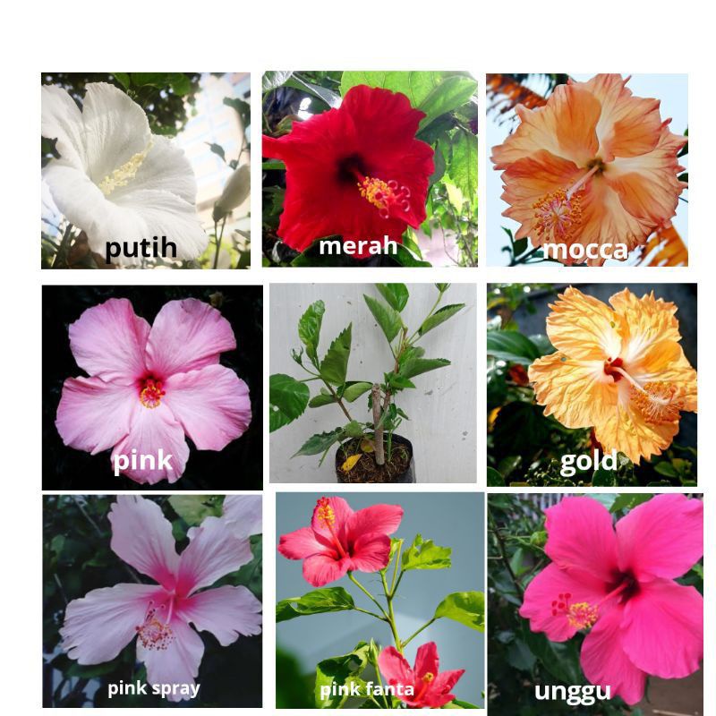 8 PAKET TANAMAN HIAS HIBISCUS BUNGA SEPATU