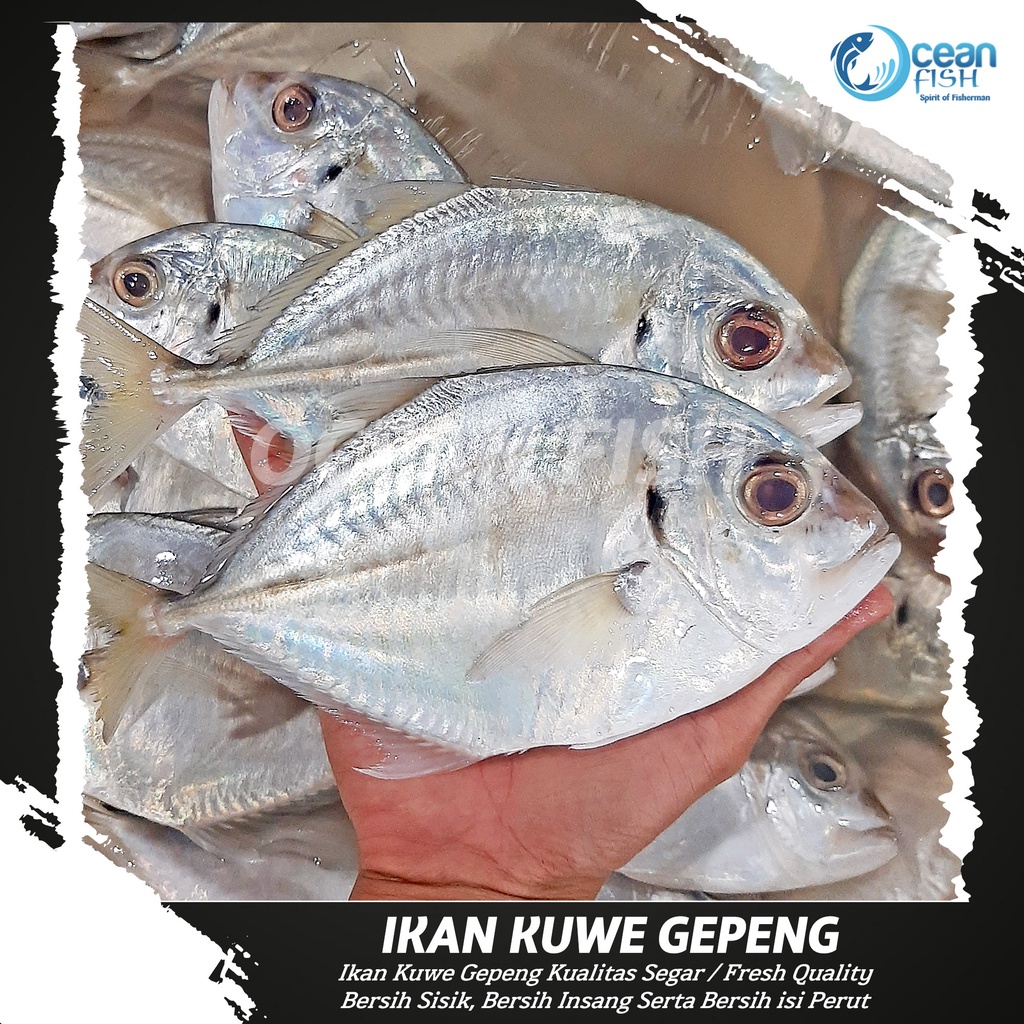 

Ikan Kuwe Gepeng Segar - Ikan Kuwe Fresh Bersih Sisik & Isi Perut - Ikan Kuwe Segar Fresh - Ikan Kuwe Segar - Ikan Harian Segar dan Fresh