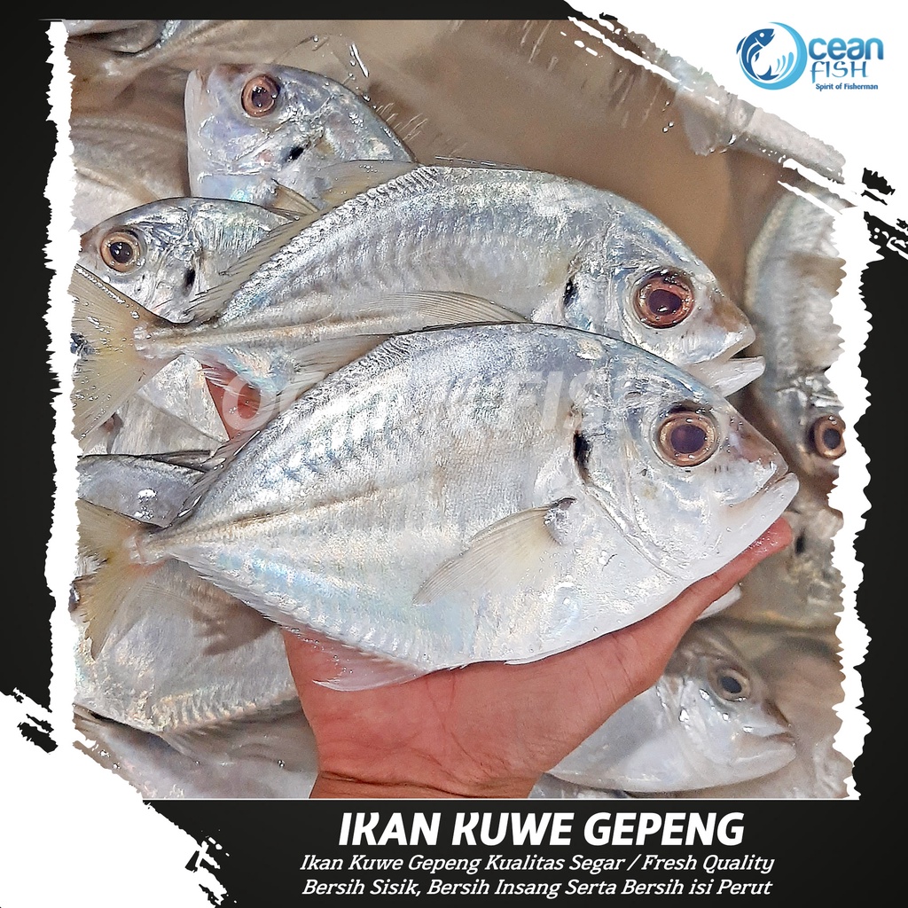 Ikan Kuwe Gepeng Segar - Ikan Kuwe Fresh Bersih Sisik & Isi Perut - Ikan Kuwe Segar Fresh - Ikan Kuw