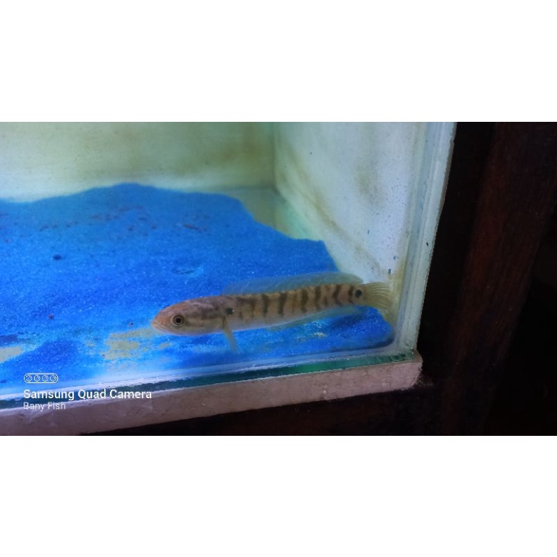 Jual ikan Hias Channa Asiatica rsws Indonesia|Shopee Indonesia