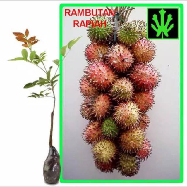 Bibit rambutan rapiah genjah