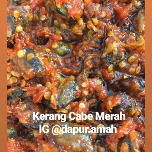 

Kerang Cabe Merah