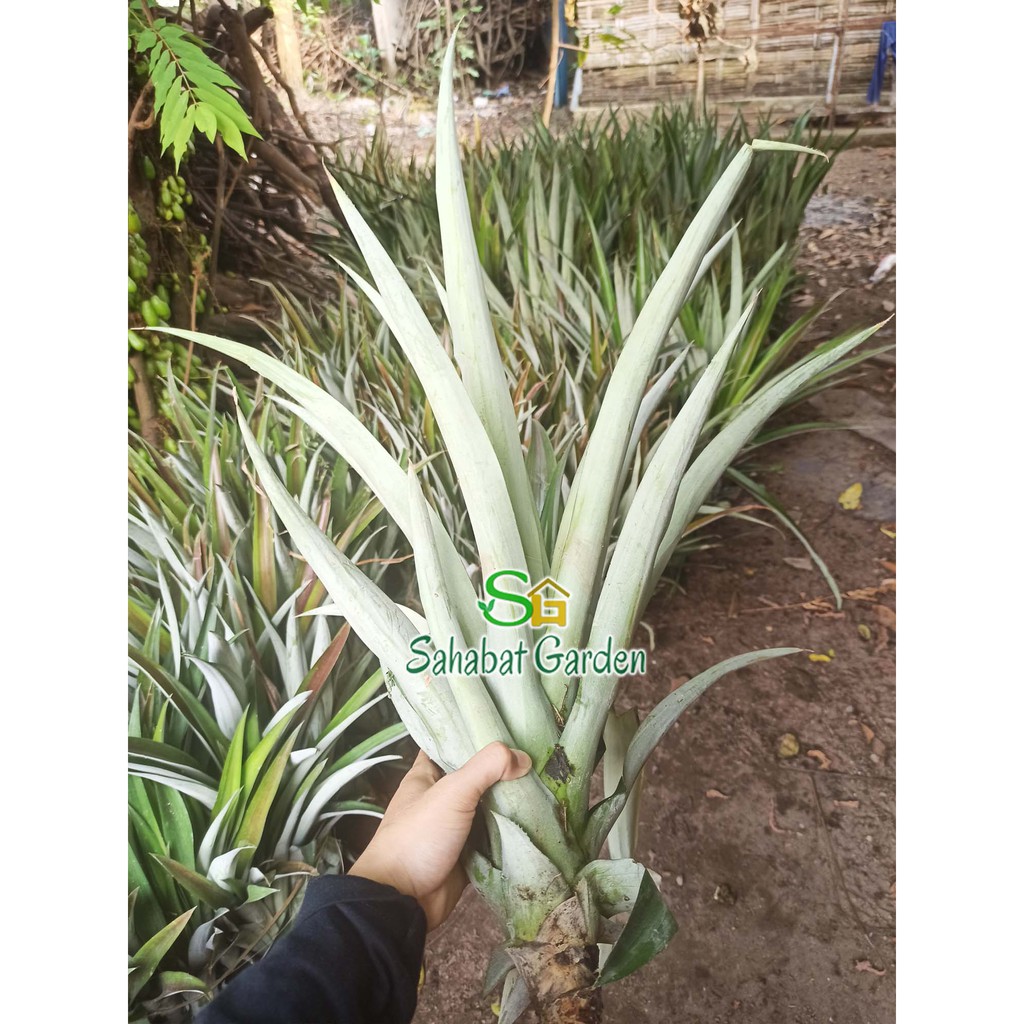 PROMO Bibit Nanas Madu Lereng Gunung Kelud ASLI