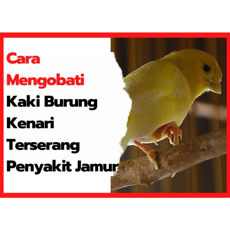 440 Koleksi Gambar Kaki Unggas HD Terbaik