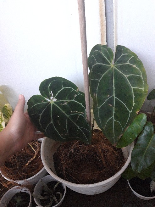 Tanaman Hias Keladi Anturium Kuping Gajah