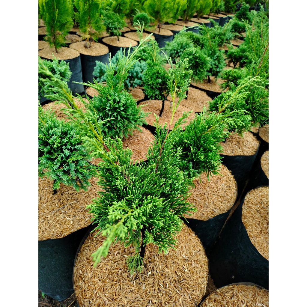 Cemara Sinensis - Juniperus Chinensis - Cemara Cina - Tanaman Hias - Bahan Bonsai