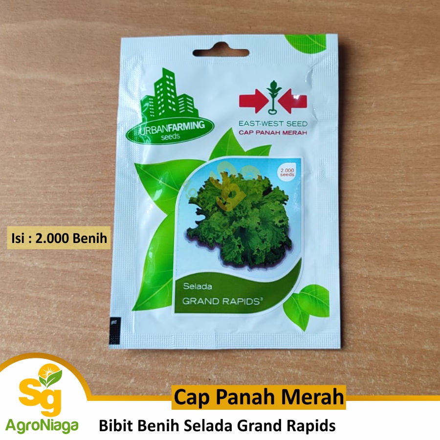 Bibit Benih Selada Hijau Grand Rapids Cap Panah Merah