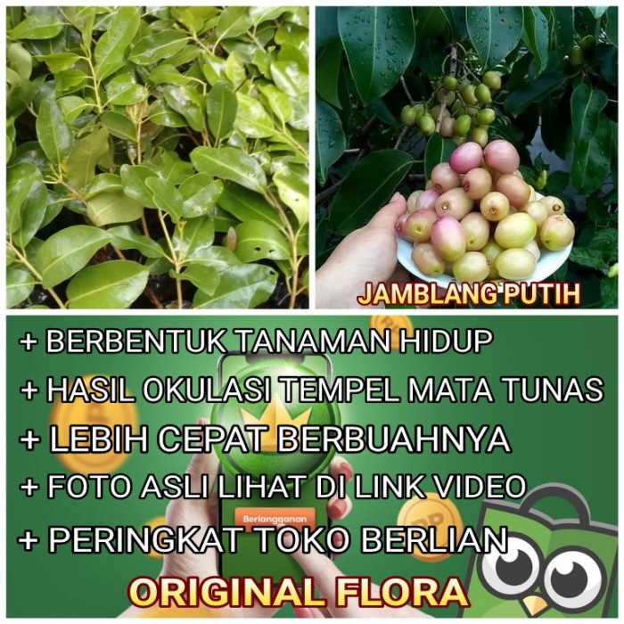 Bibit Buah Jamblang Putih Juwet Putih Duwet Bibit Jamblang Putih