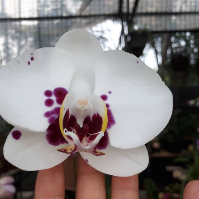 Anggrek bulan putih totol ungu