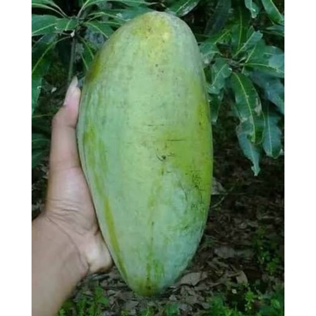 bibit mangga mahatir super