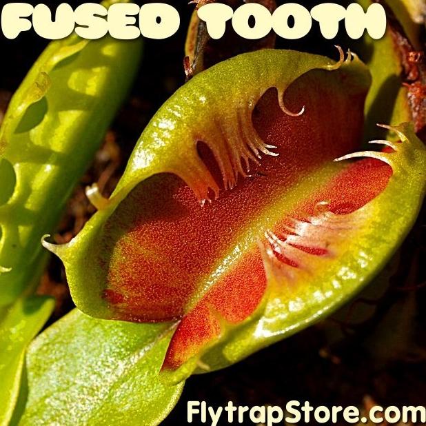yang dicari] Tanaman karnivora Venus FlyTrap Fused Tooth Traps (Tanaman hidup)