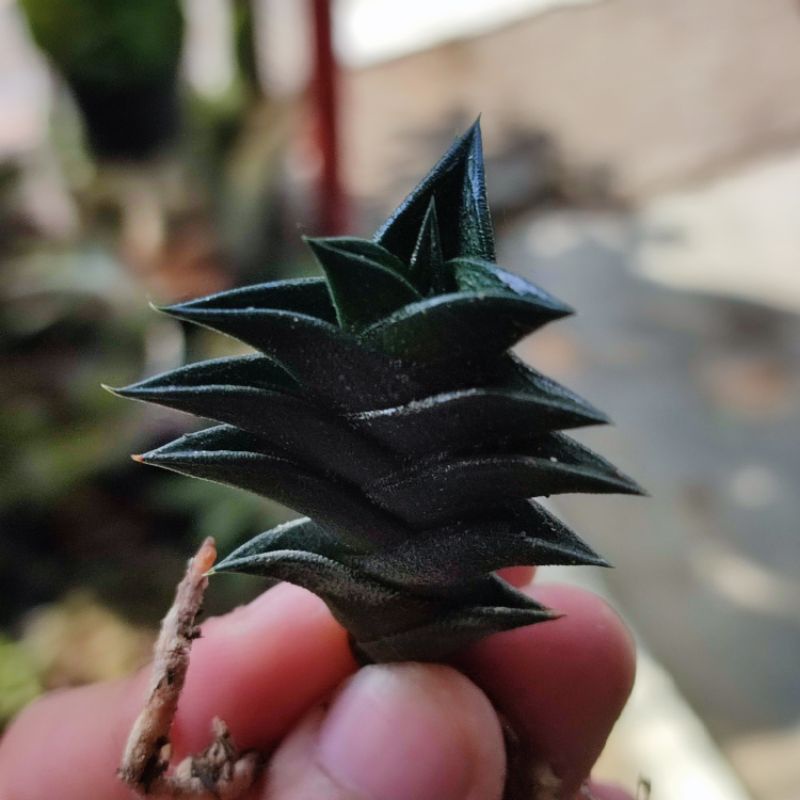 Haworthia Viscosa Sukulen Unik