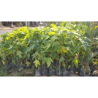 Bibit pepaya thailand.