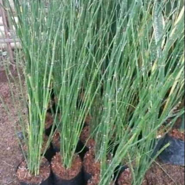 Tanaman hias bambu air - pohon bambu air - bambu air