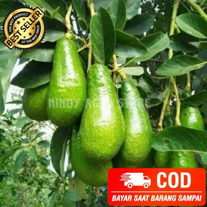 Bibit / Benih Alpukat Aligator Hasil Sambung Pucuk / Okulasi