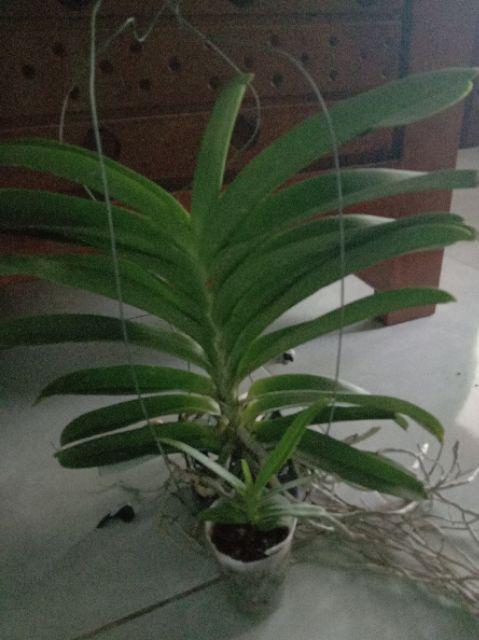 Dewasa  - Anggrek Vanda Dewasa