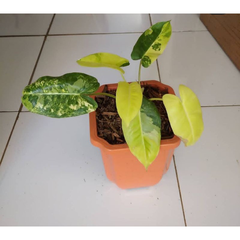 philodendron burlemax varigata (4-5 daun) / burlemax varigata / brekele varigata