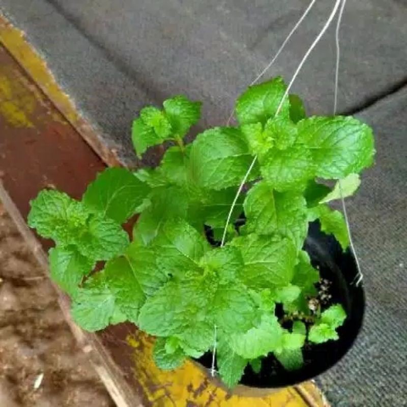 

pohon herbal mint