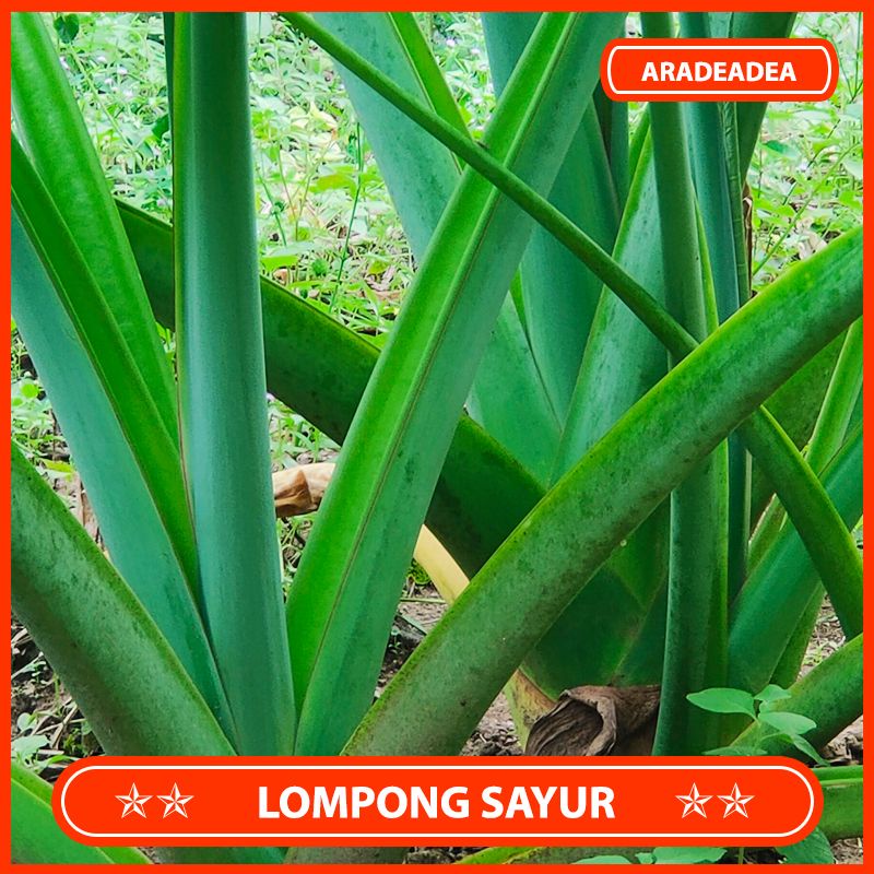 

Batang Lompong Sayur Hijau Segar
