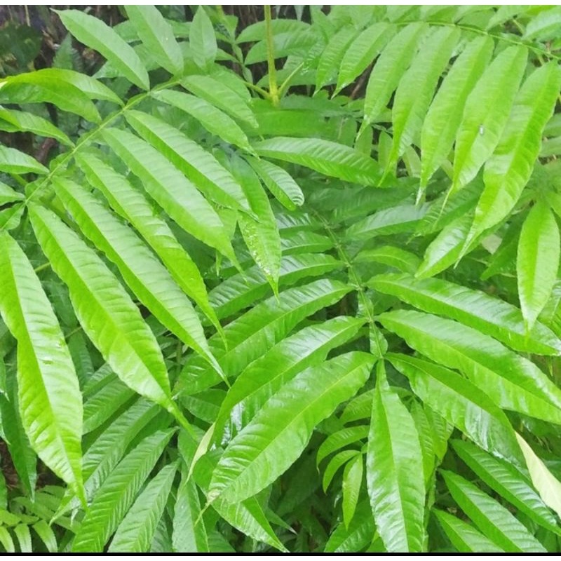 

Daun sungkai press 1kg