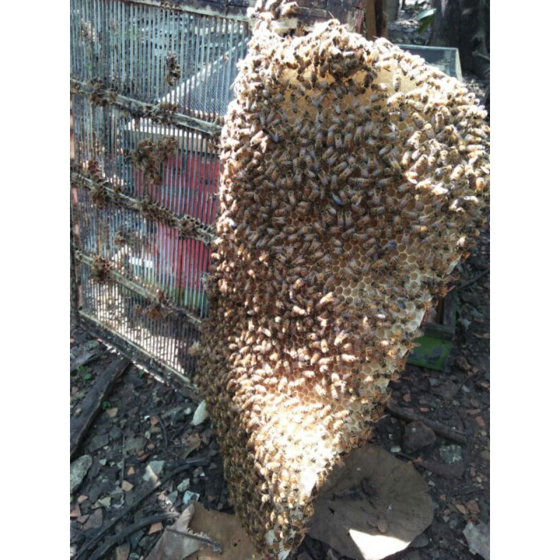 

madu millefera (manis)