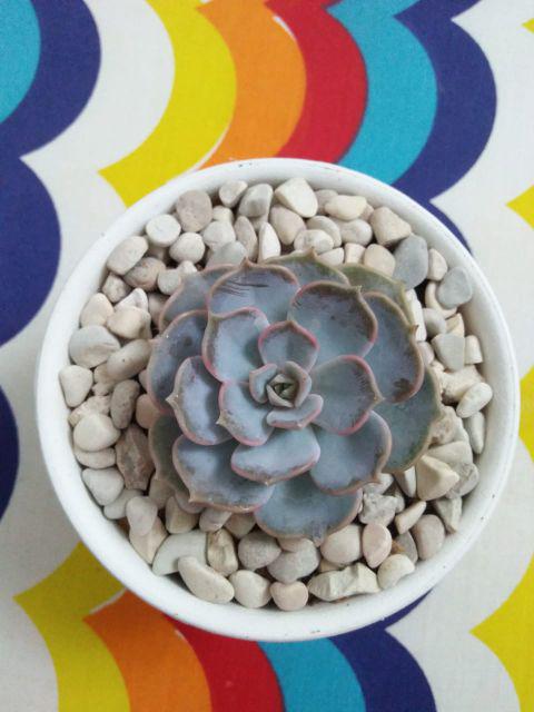 Sukulen Murah Dan Hemat Dengan Berbagai Macam Variant Sudah Termasuk Pot 10cm