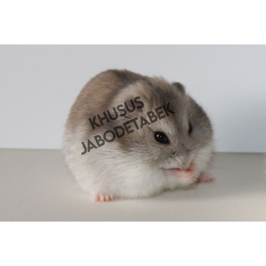 Hamster Winter White