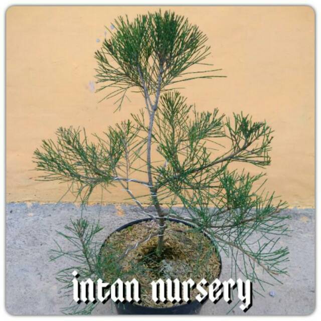 Bonsai Cemara Udang - Tanaman Bonsai Cemara Udang