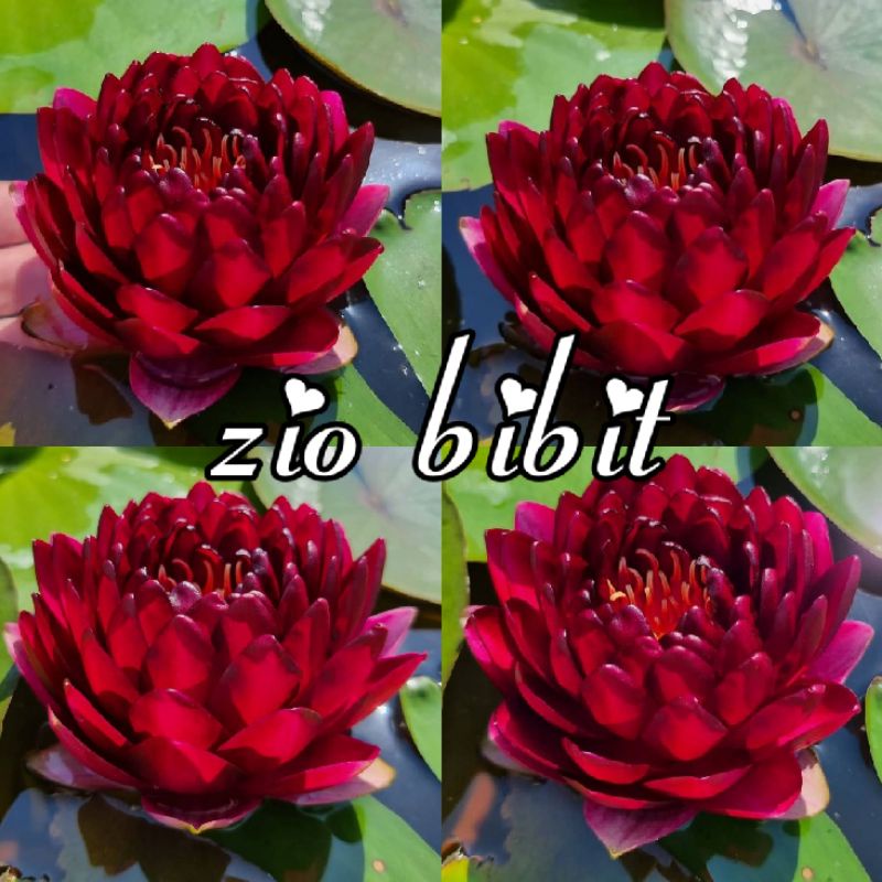 Benih lotus teratai mini tanaman air hias Gorgia Original