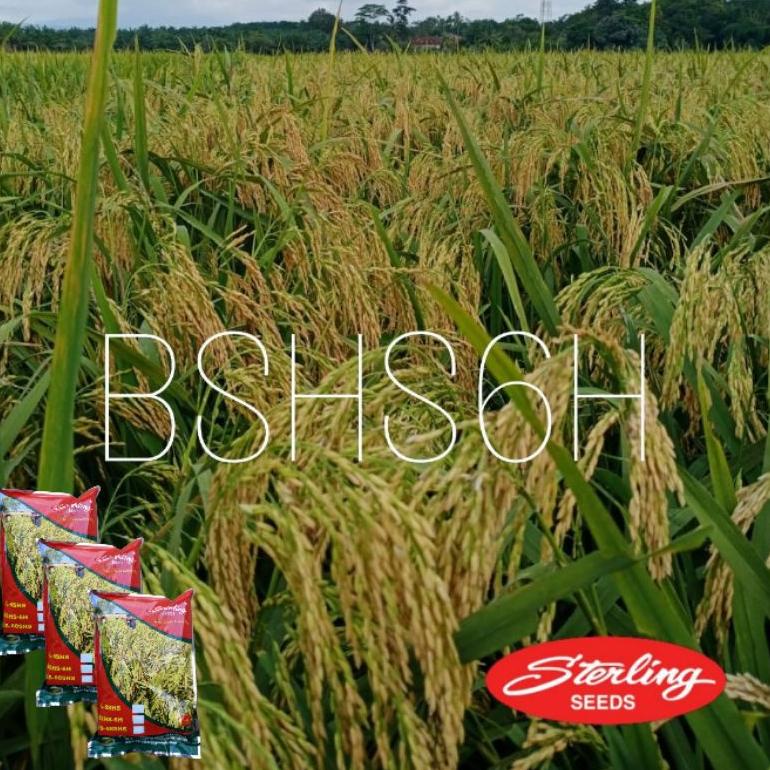 [KODE LIITC] Benih padi hibrida BSHS6H