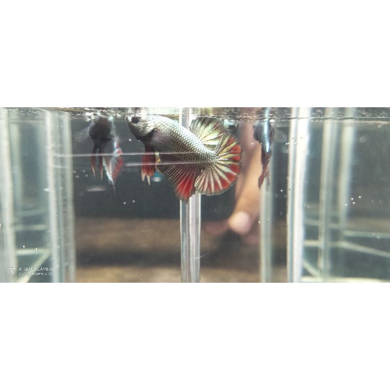 baby hmpk coper(potensi kontes sni)