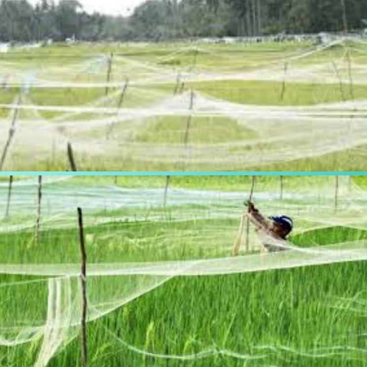 Hot Popular jaring padi senar 0.12 / jaring burung pipit dan emprit / jaring penutup sawah