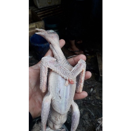 

daging burung dara mudah super/1ekor