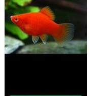 platy coral red