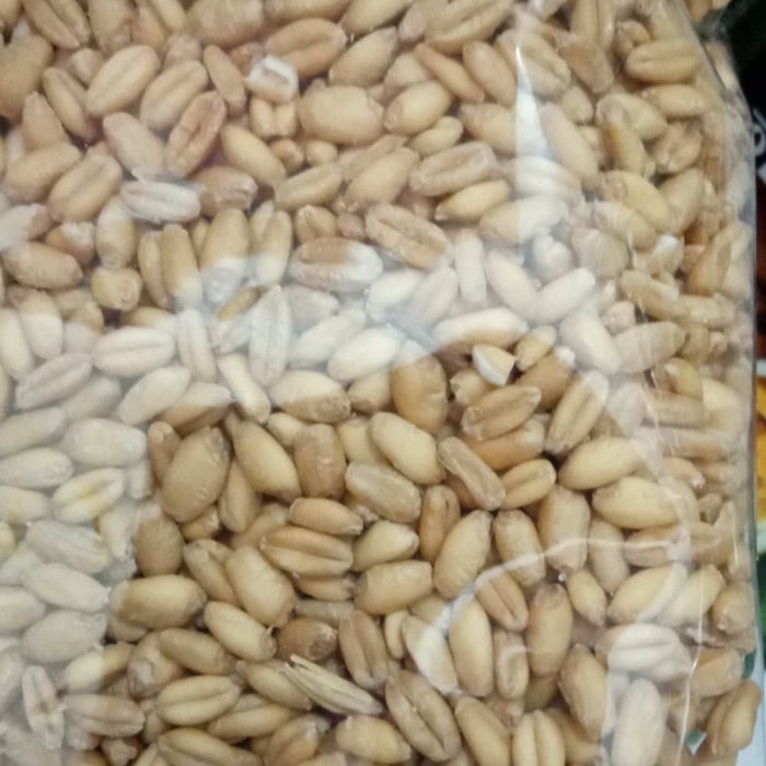 

PROMO [COD] Gandum Utuh Per kilo