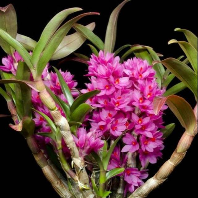 Dendrobium Hibiki