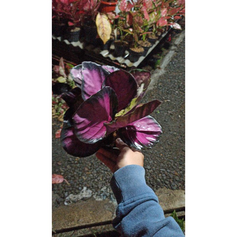 Calathea Crimson Rumpun 2