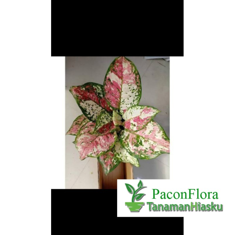 Tanaman Hias AGLAONEMA TRICOLOR / AGLONEMA TRICOLOR