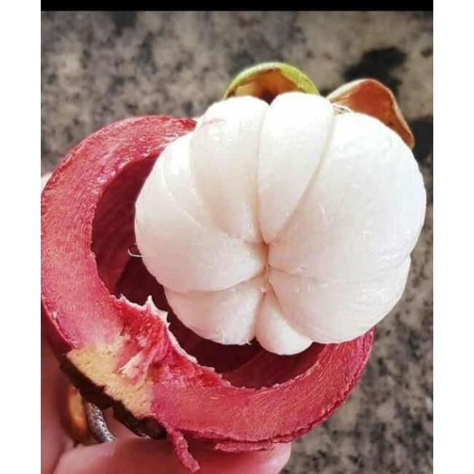 

Manggis super | Mangosteen Puspahiang